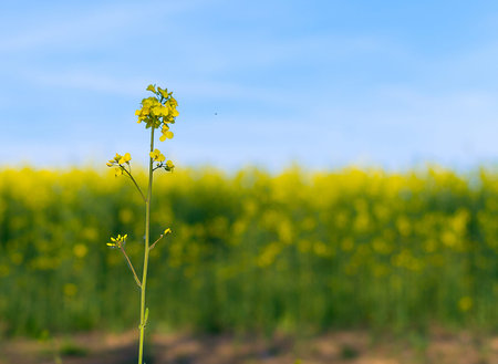 Oilseed rapeseed flower close up in cultivated agricultural field in Belarus. Selective focus with...
