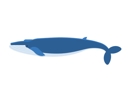 Vector illustration of humpback blue whale isolated on white background. Flat design.の写真素材