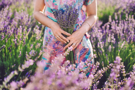 Girls hand holding french lavender bouquet on meadow. Blooming lavender field with purple flower bushes in Vojvodina, Serbia. Gathering a bouquet of lavender on blossoming bloomfield.の写真素材