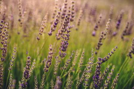 Lavender Flowers in Evening Field Closeup Viewの写真素材