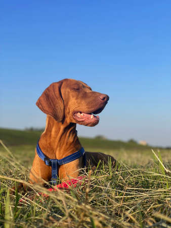 Happy Hungarian Vizsla Relaxing on Grassの写真素材