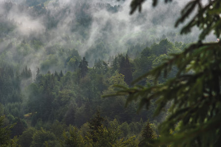 Foggy Mountain in Kopaonik Serbia National Park