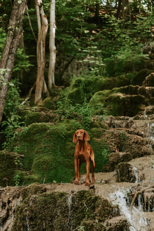 Hungarian Vizsla Dog Standing by Wild Waterfall