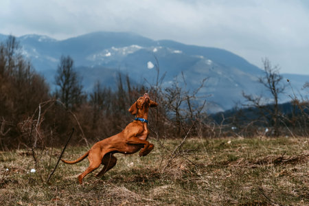Vizsla Dog Catching Snowball in Mountainsの写真素材