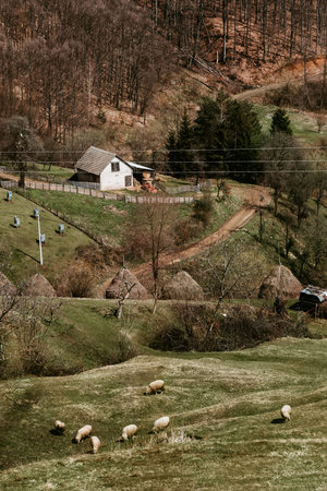 Rural Balkan Landscape with Farmhouse and Gazing Sheep