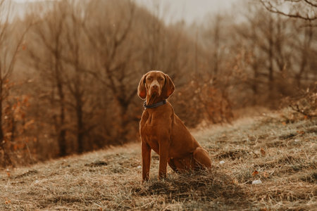 Vizsla Dog Sitting in Forest Glade st Sunsetの写真素材