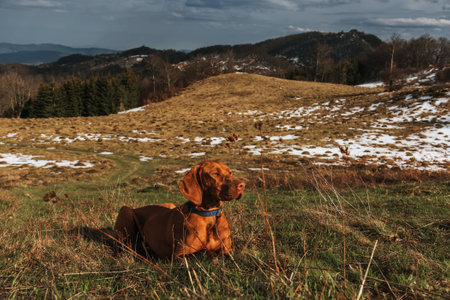 Vizsla Dog Sitting on Mountain Hill with Snowの写真素材