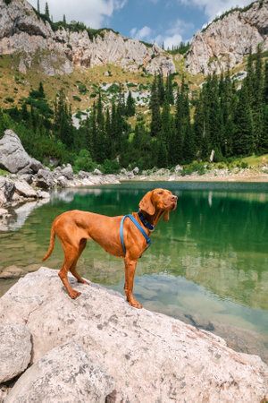 Hungarian Vizsla Dog on Mountain Lake in Highlandsの写真素材