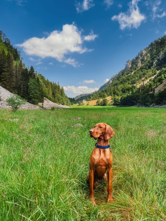 Hungarian Vizsla Dog Sitting in Green Meadowの写真素材