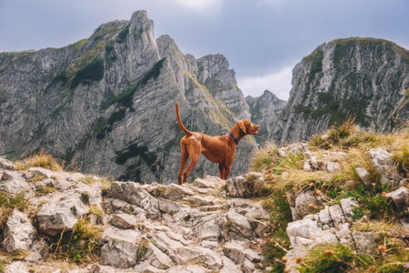 Hungarian Vizsla Dog in Pointing in Mountainous Landscapeの写真素材
