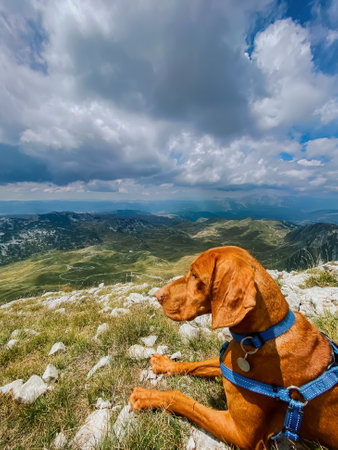 Hungarian Vizsla Dog Lying on Mountain Topの写真素材