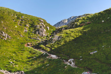 Mountain Goats Grazing near Marked Hiking Trail