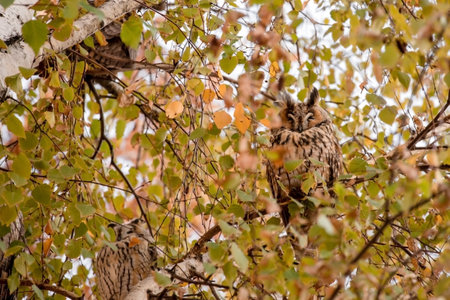 Long Eared Owl Sleeping on Tree in Kikindaの写真素材