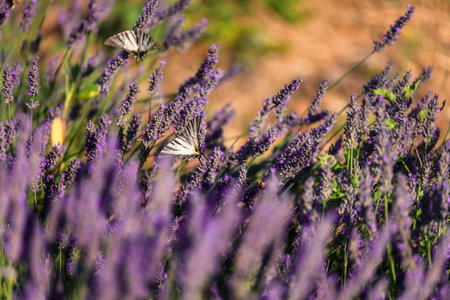 Two Butterflies on Purple Lavender Blossomの写真素材