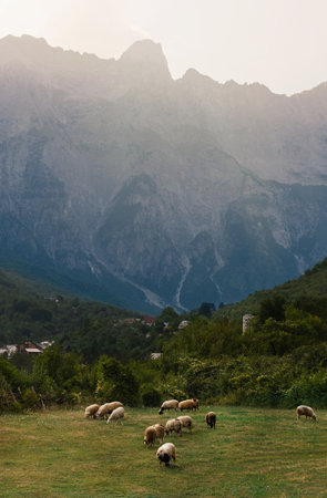 Serene Landscape with Sheep Gazing in Theth Villageの写真素材