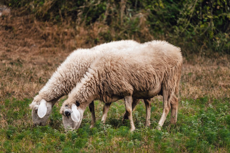 Two Sheep Gazing in Green Summer Fieldの写真素材
