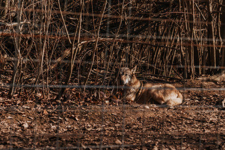 Wolf in sanctuary in Romaniaの写真素材