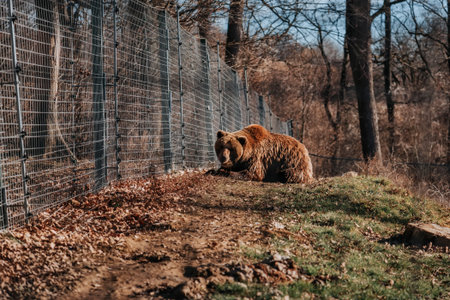 Brown Bear in Romaniaの写真素材