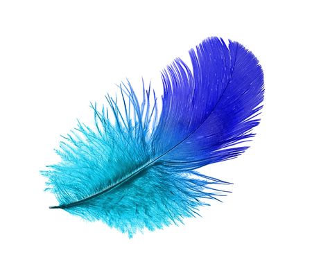 Feather of the blue birdの写真素材
