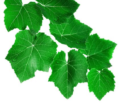 Green sheet of grapeの写真素材