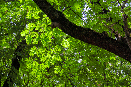Green sheet tree at bright solar dayの写真素材