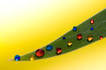 A few color drops on a green leafの写真素材