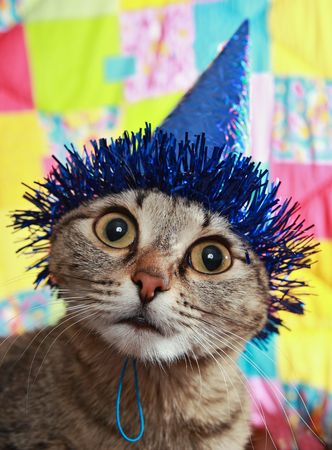 Ridiculous cat in a celebratory cap. A panic and bewilderment の写真素材
