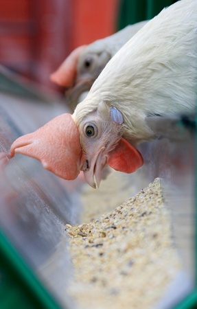 The house hen pecks food from a feeding trough   の写真素材