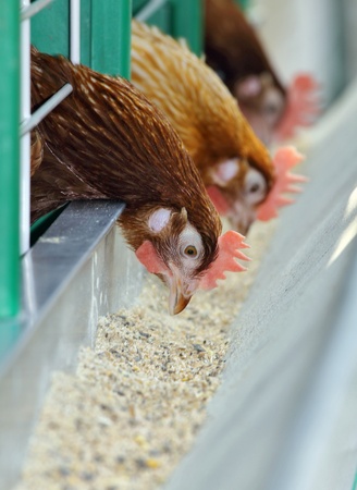Three red hens in trough の写真素材