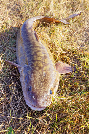 Burbot on the grass