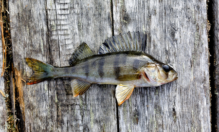 Living Siberian lake perch lying on the old boardsの写真素材