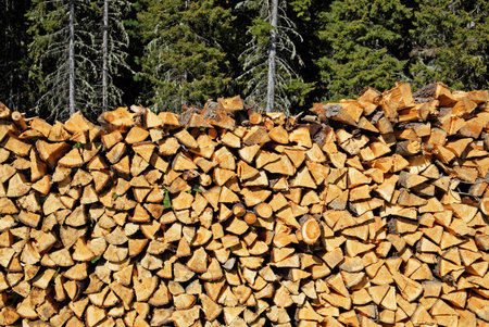A big pile of spruce wood in the background of spruce forests