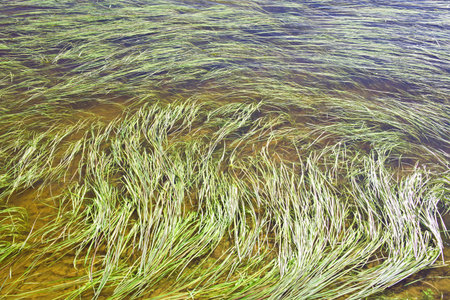 Long river algae spread over, as background