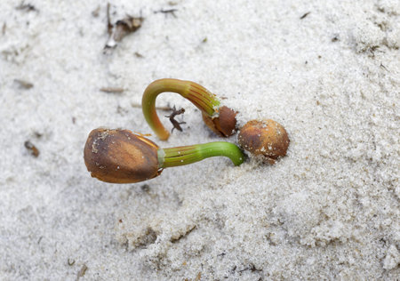 Sprouts of Siberian cedar in the wild, close-up
