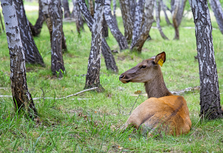 Female deer-maral lies in the birch forest.Attentively listens to the sounds around herの写真素材