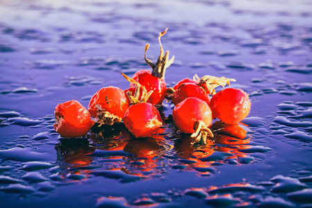 Still life with several bright wild rose hips lying on a wet reflective surfaceの写真素材