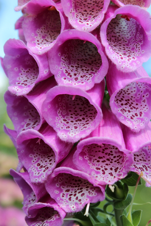 The inflorescence of pink foxgloveの写真素材