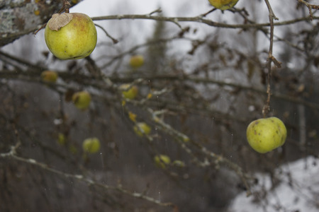 Apples hanging on a branch in the cold rainの写真素材