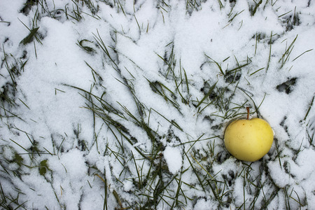 Apples lay on the ground under white snowの写真素材