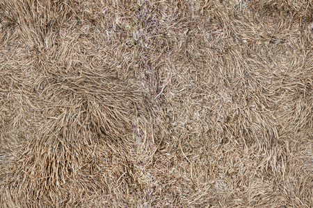 Seamless background. Lying dry grass.の写真素材