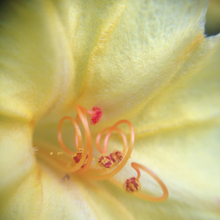 Yellow flower in gardenの素材