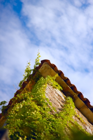 Vines on the wall natural backgroundの写真素材