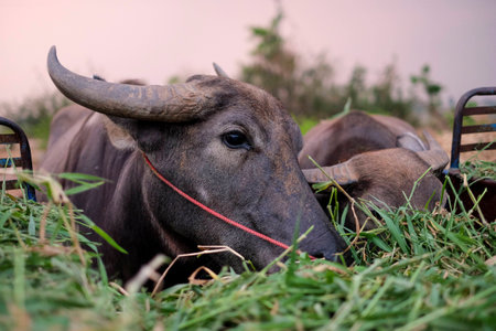 Buffalo eating green grass in a farm. Buffalo eating grass and looking at something.の写真素材