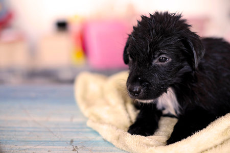 Little black dog in Thailand on the table. Black puppy after  the shower. Dog on blur background.の写真素材