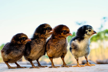 Four new born brown chicks on nature background. A little newly hatched brown Easter chicks. Image of adorable hatched chick.の写真素材