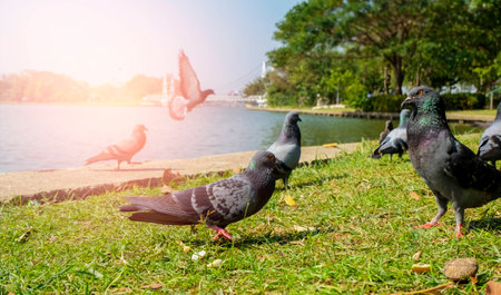 Pigeons near water. Funny pigeons walking in the garden. Pigeons on the cement floor. Group of pigeons. Birds in the garden. Feeding doves with bread in park.の写真素材