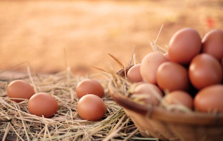 Chicken eggs quality organic in basket. Egg in the basket. Many fresh chicken eggs in the basket with straw. Egg on sunrise background in the morning. Close upの写真素材