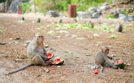 Mother monkey with baby eat watermelon on the floor near big mountain. Brown monkey forest in...