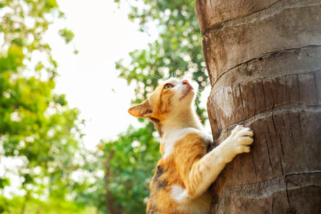A picture of a cat climbing a tree. Brown cat climbs on a coconut tree. A cute tabby kitten.の写真素材