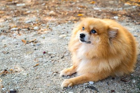 close up cute brown pomeranian dog laying down on the floor. Portrait of a Pomeranian dog.の写真素材